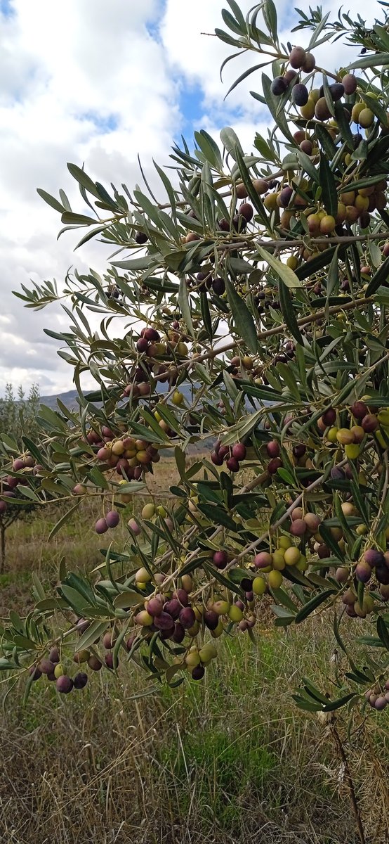 زيتون صنف #شملال