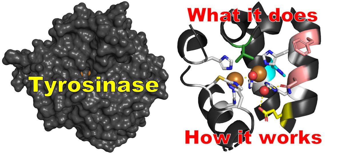 RompelLab's tweet photo. Protect our skin from UV radiation, cause #EnzymaticBrowning of fruits or help manufacture novel drugs – The copper enzyme #Tyrosinase does it all! Learn how it works in our new Lecture Text available now #OpenAccess @ChemTexts https://t.co/W6HqwIqnhN https://t.co/aG9WoSnwEH