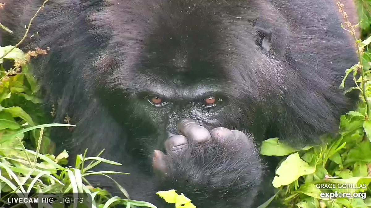 GRACE Gorillas tweet media