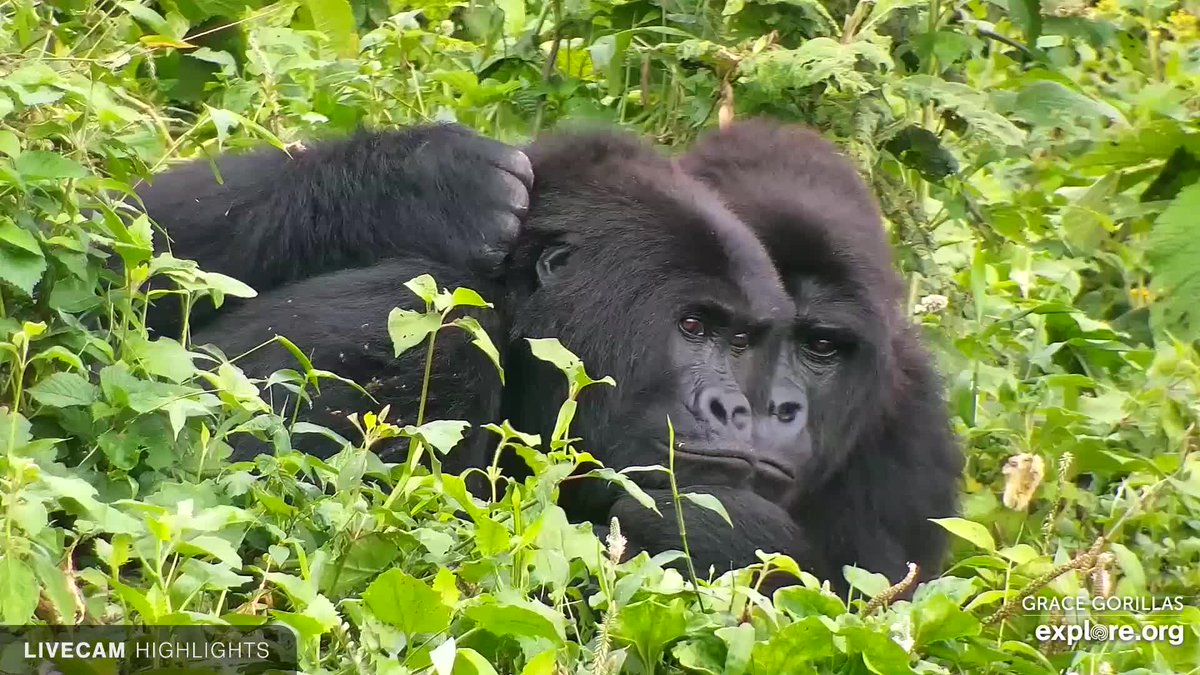 GRACE Gorillas tweet media