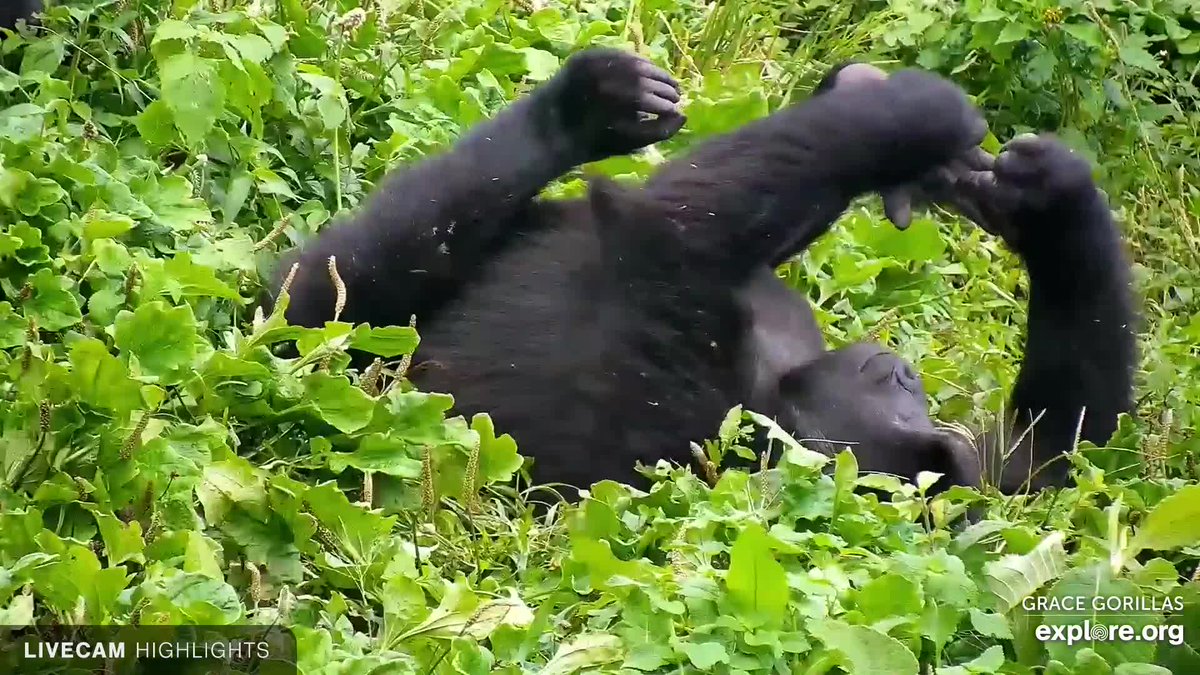 Enjoy this week's #WebcamWednesday shots! Thanks, as always, to @Exploreorg and the amazing camera operators who know just where to zoom in to catch the action. 

#Grauer's #Gorillas #Sanctuary #Wildlife