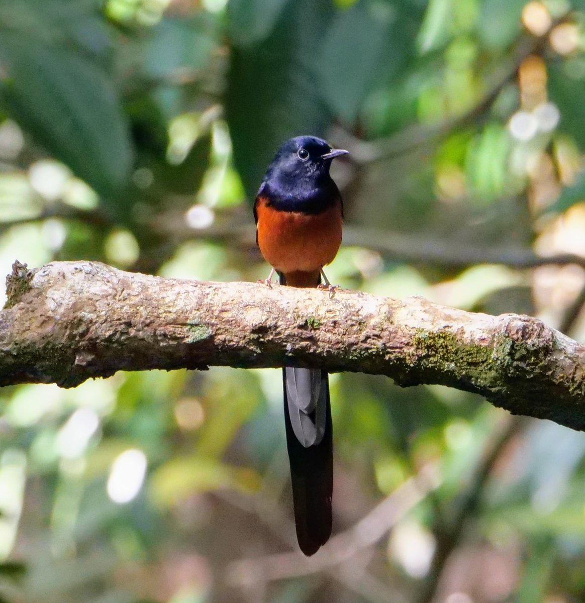 FosterCooper29's tweet photo. Goa 4 of 4. White-rumped Shama - male, Blue-capped Rock Thrush - male, Purple Sunbird - female and Malabar Grey Hornbill - female. https://t.co/QCGP5IKacW