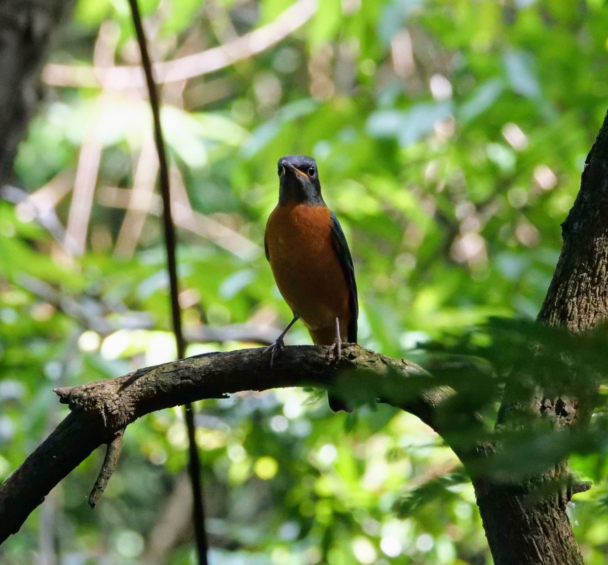 FosterCooper29's tweet photo. Goa 4 of 4. White-rumped Shama - male, Blue-capped Rock Thrush - male, Purple Sunbird - female and Malabar Grey Hornbill - female. https://t.co/QCGP5IKacW