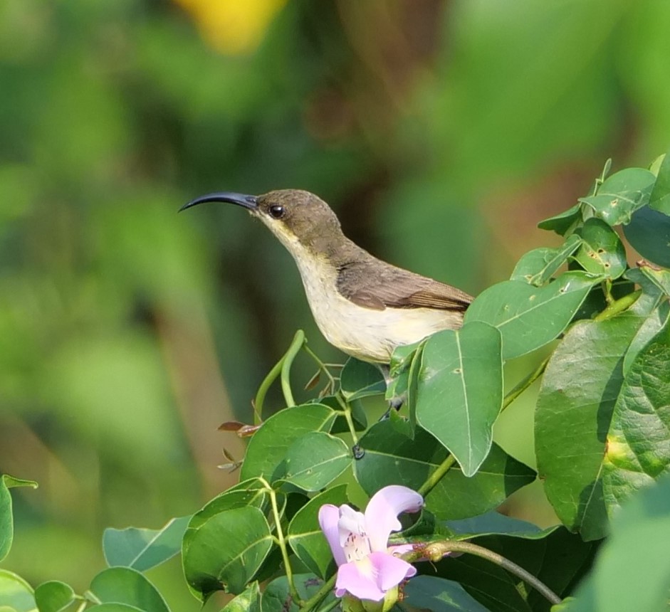 FosterCooper29's tweet photo. Goa 4 of 4. White-rumped Shama - male, Blue-capped Rock Thrush - male, Purple Sunbird - female and Malabar Grey Hornbill - female. https://t.co/QCGP5IKacW