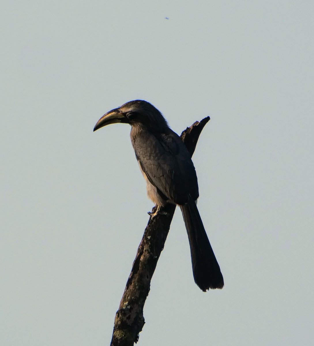 FosterCooper29's tweet photo. Goa 4 of 4. White-rumped Shama - male, Blue-capped Rock Thrush - male, Purple Sunbird - female and Malabar Grey Hornbill - female. https://t.co/QCGP5IKacW