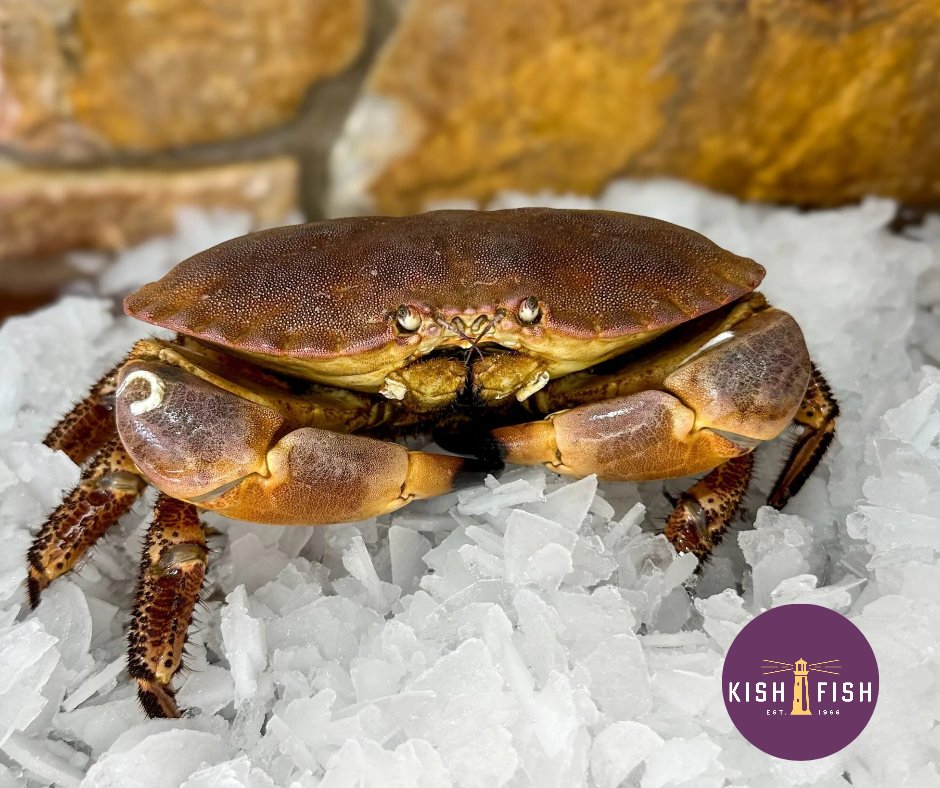 Kish Fish (@kishfish) on Twitter photo Feeling Crabby?
Kish fish has a large range of shellfish, including fresh pasteurised crab meat, cooked Irish crab meat, live crab, & more
Talk to our expert wholesale team about our wide range of seafood
๐ง sales@kishfish.ie
๐ป kishfish.ie
#crab #shellfish #seafood Feeling Crabby?
Kish fish has a large range of shellfish, including fresh pasteurised crab meat, cooked Irish crab meat, live crab, & more
Talk to our expert wholesale team about our wide range of seafood
๐ง sales@kishfish.ie
๐ป kishfish.ie
#crab #shellfish #seafood