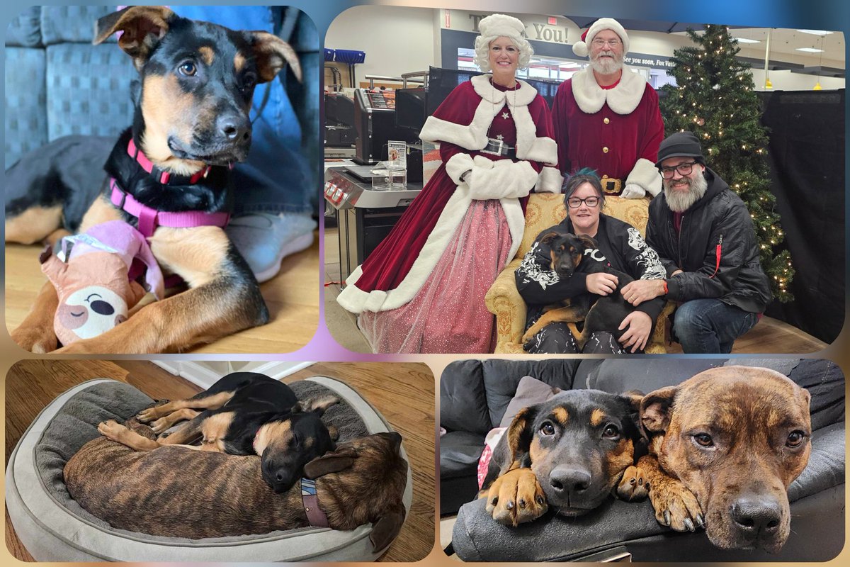 Santa Paws brought Ahsoka a sister! Meet Omega!

We've been talking about getting her a sibling for a while, and when we stumbled on an adoption event, this precious girl chose us, crawled into our arms, and let us know it was going to be her.