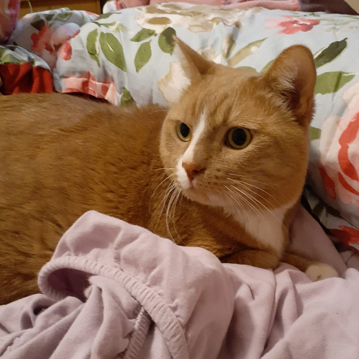 AdoptRescueCats's tweet image. #CastroValley, CA: GARFIELD (CP) is a 5-yr-old kitty who, sadly, was abandoned at a pet-food store. He has adjusted well to his foster home and is very sweet. He enjoys petting and is a "purr machine!" 
Garfield was born in 2019...  adoptrescuecatsinca.com

#adopt #eastbay #cats
