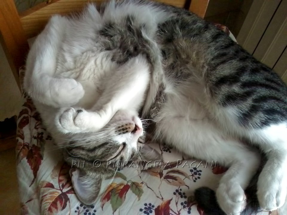 @ferrarisergio4 tweet media