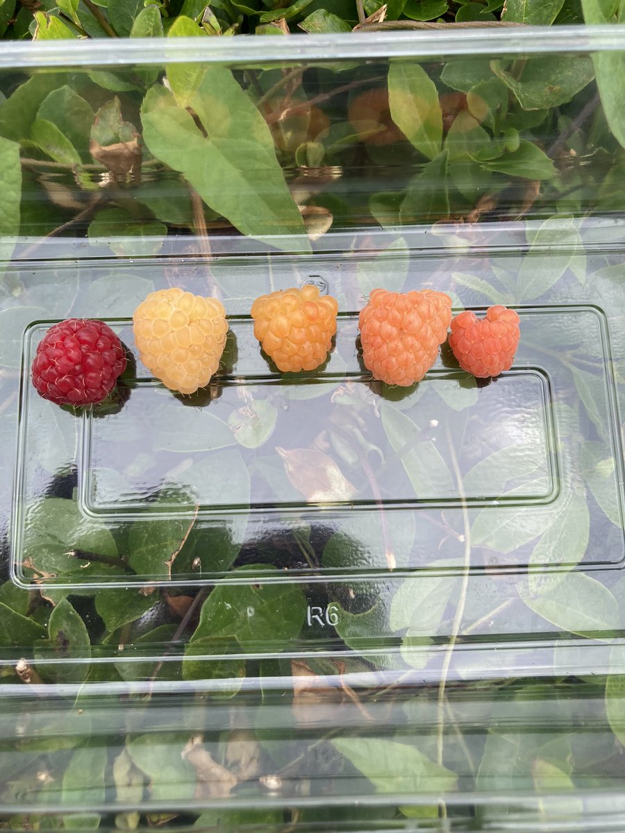 Only 2 and a bit weeks till the shortest day , then days get a little longer bringing us closer to fruit season