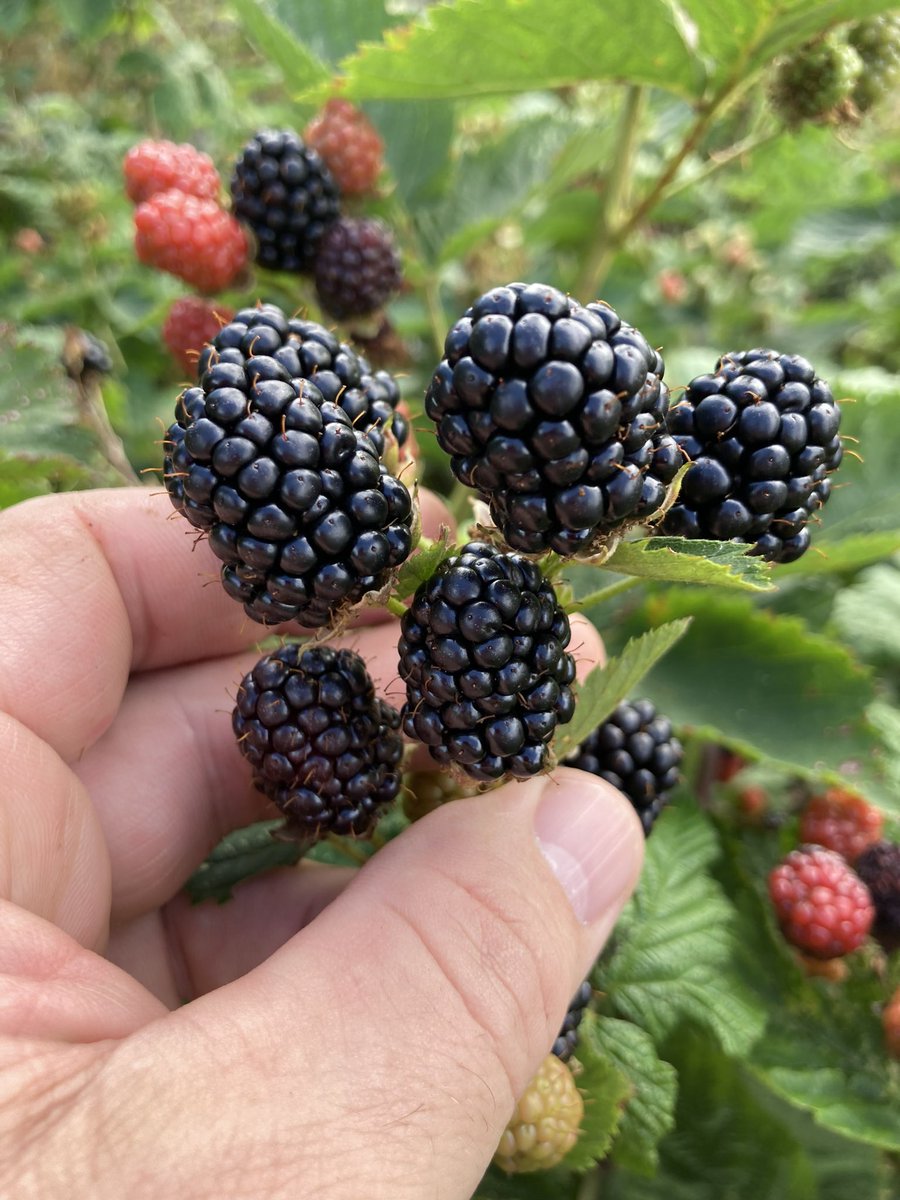 stewartwaine's tweet image. Only 2 and a bit weeks till the shortest day , then days get a little longer bringing us closer to fruit season