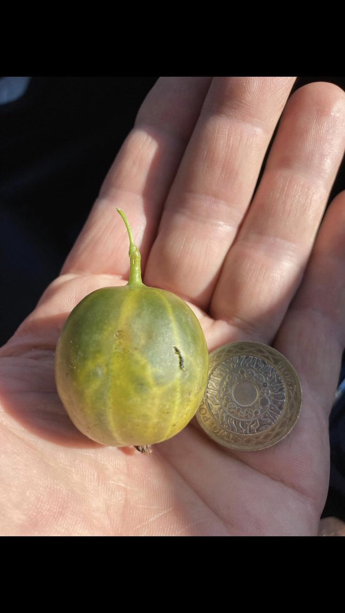 stewartwaine's tweet image. Only 2 and a bit weeks till the shortest day , then days get a little longer bringing us closer to fruit season