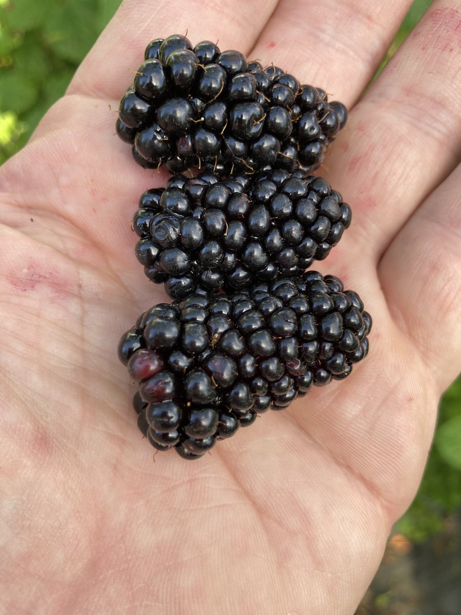 stewartwaine's tweet image. Only 2 and a bit weeks till the shortest day , then days get a little longer bringing us closer to fruit season