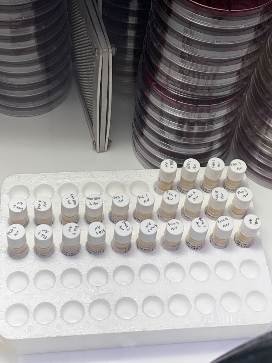 The Yanomami Foundation (@yanomamiaction) on Twitter photo Meet Hansi Botschner, our 6th featured early-career scientist on the #YanomamiMicrobiomeProject! A <a href="/uofg/">University of Guelph</a> Microbiology undergrad, Hansi isolates and studies the diverse bacteria of the #Yanomami gut, uncovering the secrets of a healthy microbiome. Truly inspiring work. Stay tuned! Meet Hansi Botschner, our 6th featured early-career scientist on the #YanomamiMicrobiomeProject! A <a href="/uofg/">University of Guelph</a> Microbiology undergrad, Hansi isolates and studies the diverse bacteria of the #Yanomami gut, uncovering the secrets of a healthy microbiome. Truly inspiring work. Stay tuned!