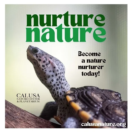 🎄 TOMORROW IS THE NIGHT! 🎄The VIP First Look at the 2024 Holiday Lights is almost here! 🌟🎶 Enjoy festive music, games, and more!
🍽️ Food from Outback Steakhouse &amp; Bellacino's Pizza, plus sip wine from our members' collection 🍷📅 Dec. 5 at 6 p.m.
calusanature.org/so/7ePEIf9_z?l…