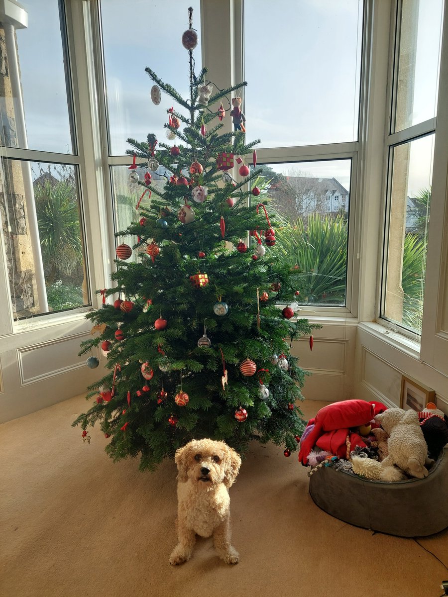 PhoenixCavachon's tweet photo. Tree is up and smelling good 👍 https://t.co/Um7pkj5mLG