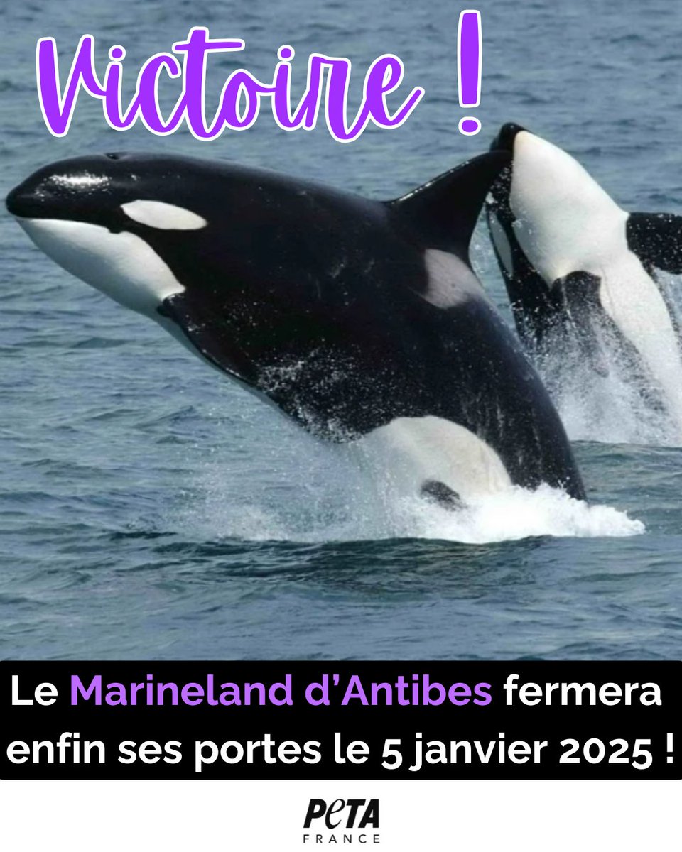PETA_France's tweet photo. 🚨🚨 Grande nouvelle ! 🚨🚨

C’est un rêve qui devient réalité : la plus grande prison pour animaux marins d’Europe va fermer ! 🎉🎉🎉

Cela prouve que nous pouvons obtenir des résultats épatants lorsque nous prenons position tous ensemble ! ✊✊✊ https://t.co/7lr6RRXUF8