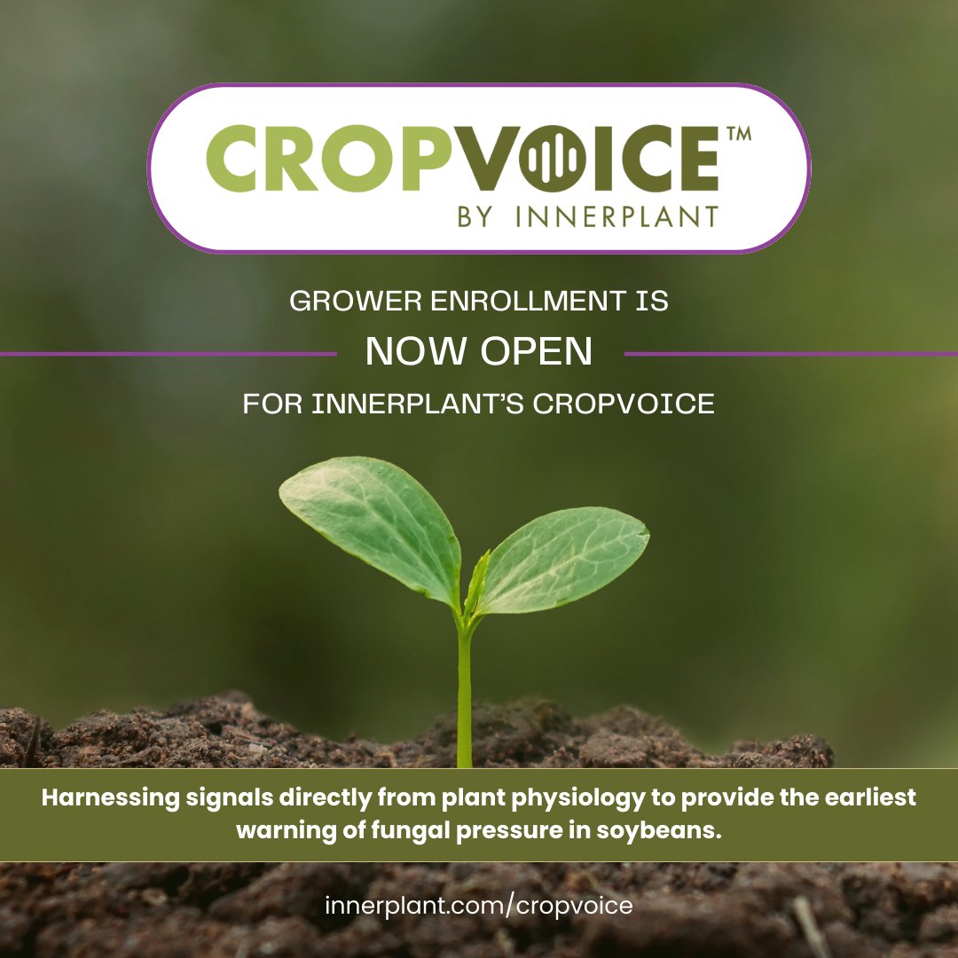 Inner_Plant's tweet image. The moment we’ve all been waiting for … 👀

🌱 Grower enrollment for InnerPlant’s CropVoice is now open! Protect your soybean yields from fungal pressure using plant physiology ️🌟

Learn more in this short video ➡️ youtu.be/CQ9_-xhhIWI?si…

#CropVoice #InnerSoy #yieldprotection