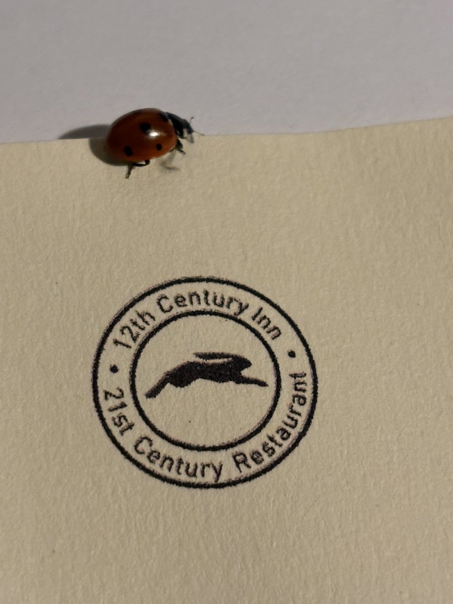 Well little miss #LadyBird 🐞 isn’t it a bit chilly for you, shouldn’t you be hibernating!? 
#RestaurantWithRooms 🍽 🛏 
#12thCenturyInn21stCenturyRestaurant 
#WeWelcomeEveryone