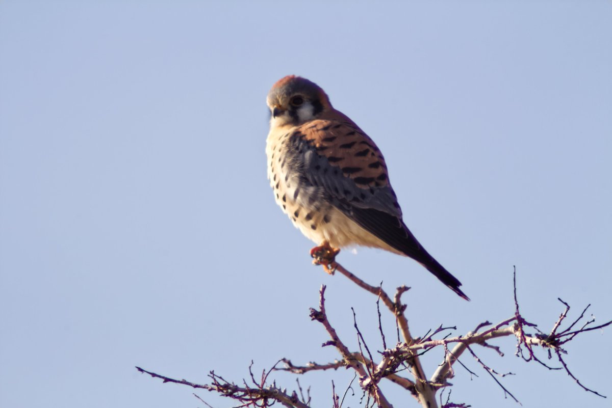 sugarpoultry's tweet photo. The closest to a bird I've been so far! A cute female American Kestrel landed on a branch just next to the road! ๐
#birdwatching #americankestrel #falcon #birds #photography #utahphotography #utah #nature #utahwildlife #utahnature #utahphotographer #falconbird #canon https://t.co/JueT7FpsAR