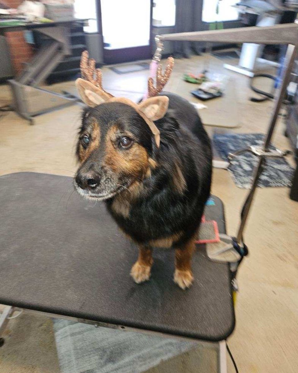 FurtasticPet's tweet image. Ready for winter to begin! Call for your holiday appointment! 303-586-5202 or book online at lakewoodpetgrooming.com!  #readyforwinter #winteriscoming #lakewoodpetgrooming #doggrooming #doggyspa #cutedogs