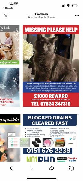 gelert01's tweet photo. #BARNY is still missing since 17/07/2024 from #WOOLTON h#LIVERPOOL #LL25 area. His family are trying everything they possibly can to get him home
https://t.co/OD0l3K7oME
https://t.co/LxQ3cg18wM  @lisffc @karensarah66 @KarenFi51820768 @CatsMissing @Cats2Save @catsfromulthar https://t.co/7BcOgxs0Tz