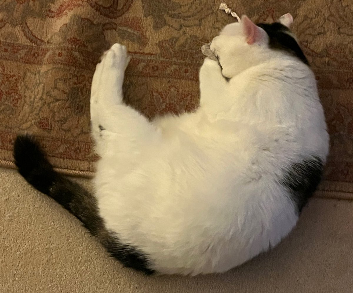 Winnierescuecat's tweet image. Do you like catnip? I think it’s lovely to lick. #cat #Wednesdayvibe #catnip #playtime #AdoptDontShop 😹😹😹🐾🐾🐾😻😻😻