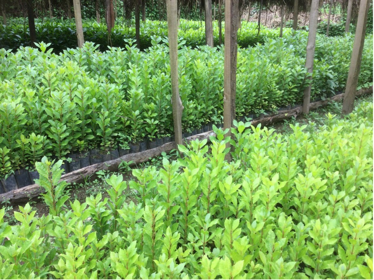 🌳🌲🌳 JRS cheers on grantee Tanzania Forest Conservation Group as they build critical capacity while regenerating natural forest corridors connecting the largest and closest forest fragments in the biodiverse Usambara Mountains. #UsambaraMountains jrsbiodiversity.org/year_two_tfcg/