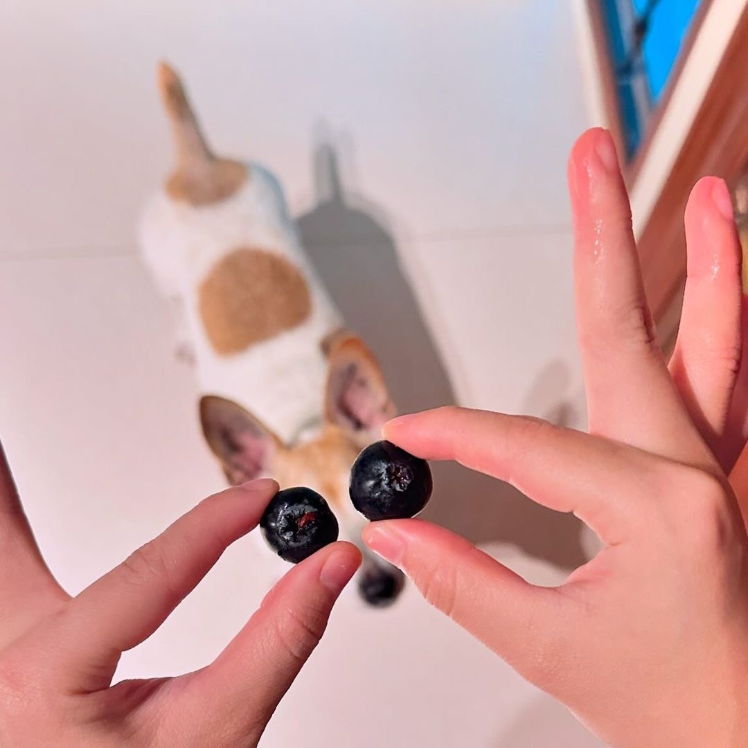 Peek – a – Blue! How cute is jaolupin with their little blueberry eyes?! 😍