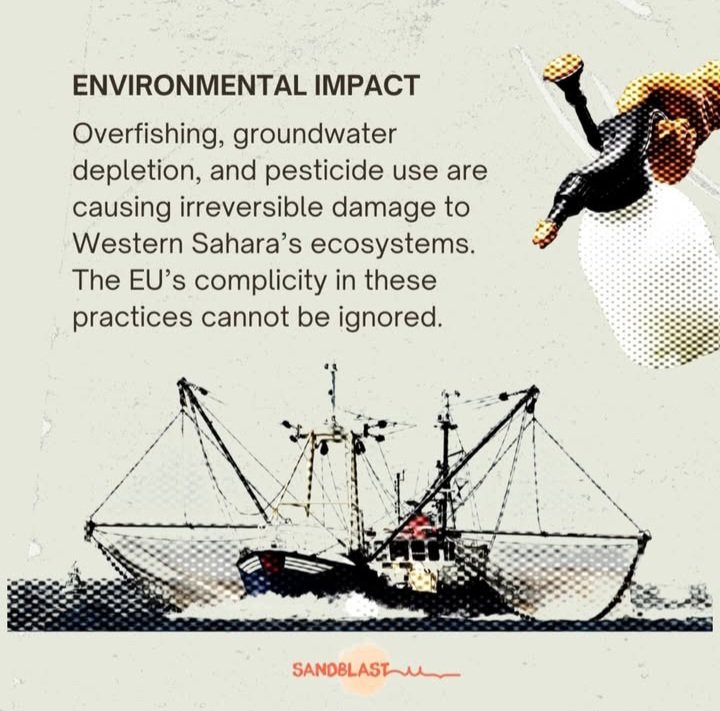 How much the EU taken saharawis in one year?