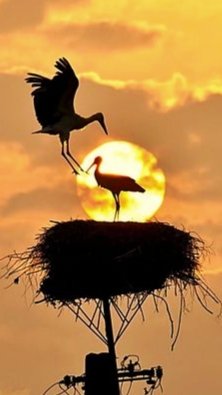 Patrignzm tweet media