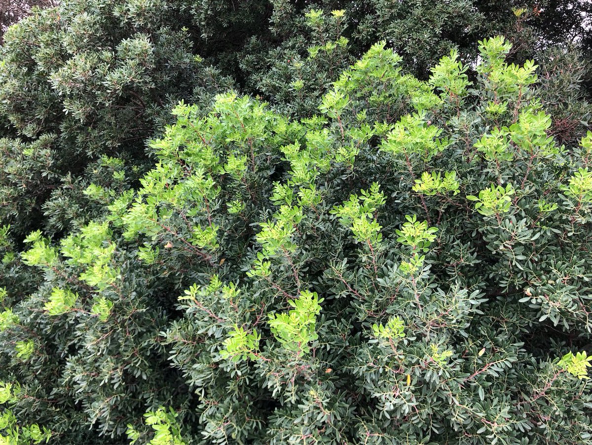 PAISAJE_lab's tweet image. Mientras el bosque templado pierde sus hojas, el bosque mediterráneo aprovecha las lluvias del otoño para crecer. Aquí la estación adversa es el verano.
📸 Lentisco (Pistacia lentiscus) 04/12/2024