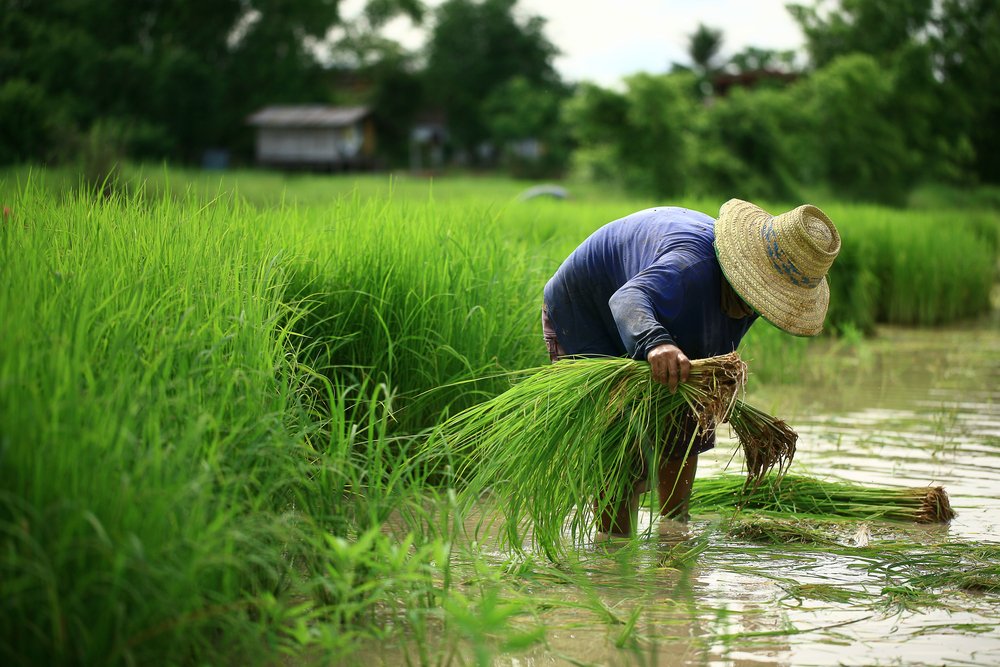 Global Environment Facility (GEF) (@thegef) on Twitter photo ⚡️<a href="/theGEF/">Global Environment Facility (GEF)</a> has selected 7⃣ projects for its first Innovation Window, with $12.3M in grants. These initiatives aim to test and pilot new solutions to environmental challenges, from food systems to protecting wildlife.
🔗thegef.org/newsroom/press… ⚡️<a href="/theGEF/">Global Environment Facility (GEF)</a> has selected 7⃣ projects for its first Innovation Window, with $12.3M in grants. These initiatives aim to test and pilot new solutions to environmental challenges, from food systems to protecting wildlife.
🔗thegef.org/newsroom/press…