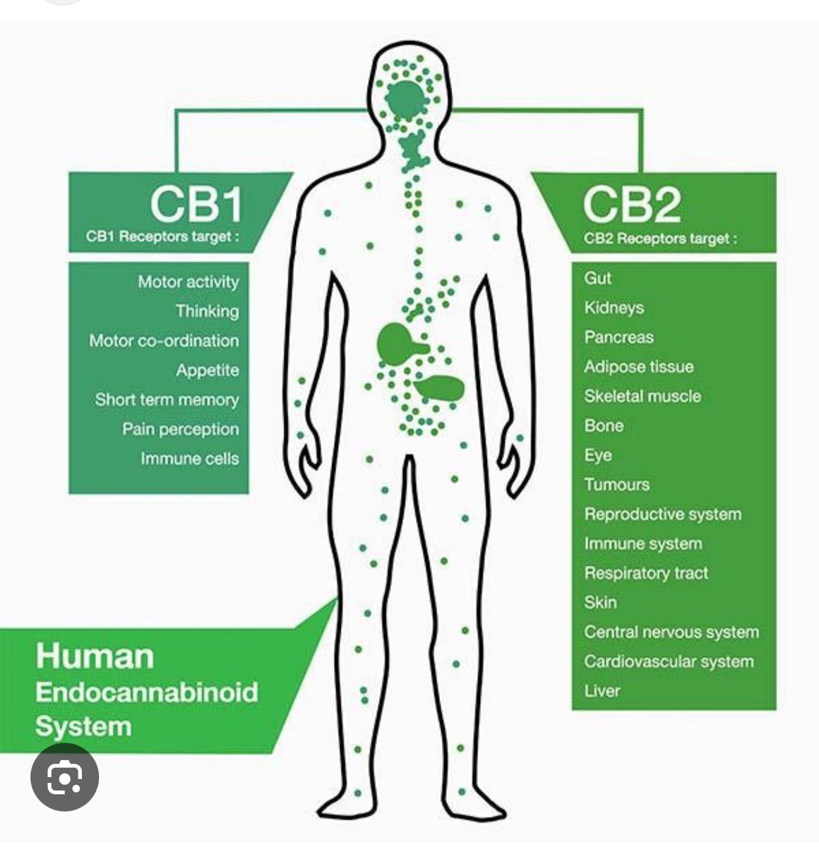 Anthony Fowler (@afowler06) on Twitter photo . <a href="/supreme_cbd/">Supreme CBD - UK’s #1 CBD OIL</a> helps with all these parts of the body, the Endo Cannabinoid system is the BIGGEST SYSTEM in any mammals body so we all DEFINITELY NEED <a href="/supreme_cbd/">Supreme CBD - UK’s #1 CBD OIL</a> to be at our BEST supremecbd.uk . <a href="/supreme_cbd/">Supreme CBD - UK’s #1 CBD OIL</a> helps with all these parts of the body, the Endo Cannabinoid system is the BIGGEST SYSTEM in any mammals body so we all DEFINITELY NEED <a href="/supreme_cbd/">Supreme CBD - UK’s #1 CBD OIL</a> to be at our BEST supremecbd.uk