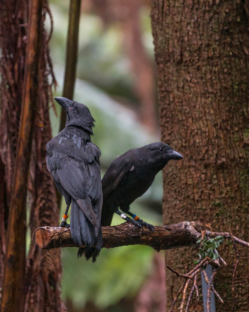 Once extinct in the wild, 5 ‘alalā raised by San Diego Zoo Wildlife Alliance have been released on Maui for the first time ever, marking an extraordinary win for collaborative wildlife conservation. 🐦‍⬛ 

Soar into the full story: sdzoo.com/alala-release