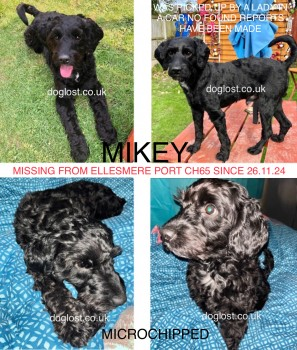 millypod1's tweet photo. UPDATED TO #STOLEN @cheshirepolice 

🆘26 NOV 2024 #Lost MIKEY #ScanMe #STOLEN?? 💥SEEN BEING PICKED UP BY A LADY IN A CAR OUTSIDE COSTCUTTERS  - NO FOUND REPORTS💥 #Pooltown #EllesmerePort #Cheshire #CH65 https://t.co/UZDXDTlqZs https://t.co/la2RE4PM1p
