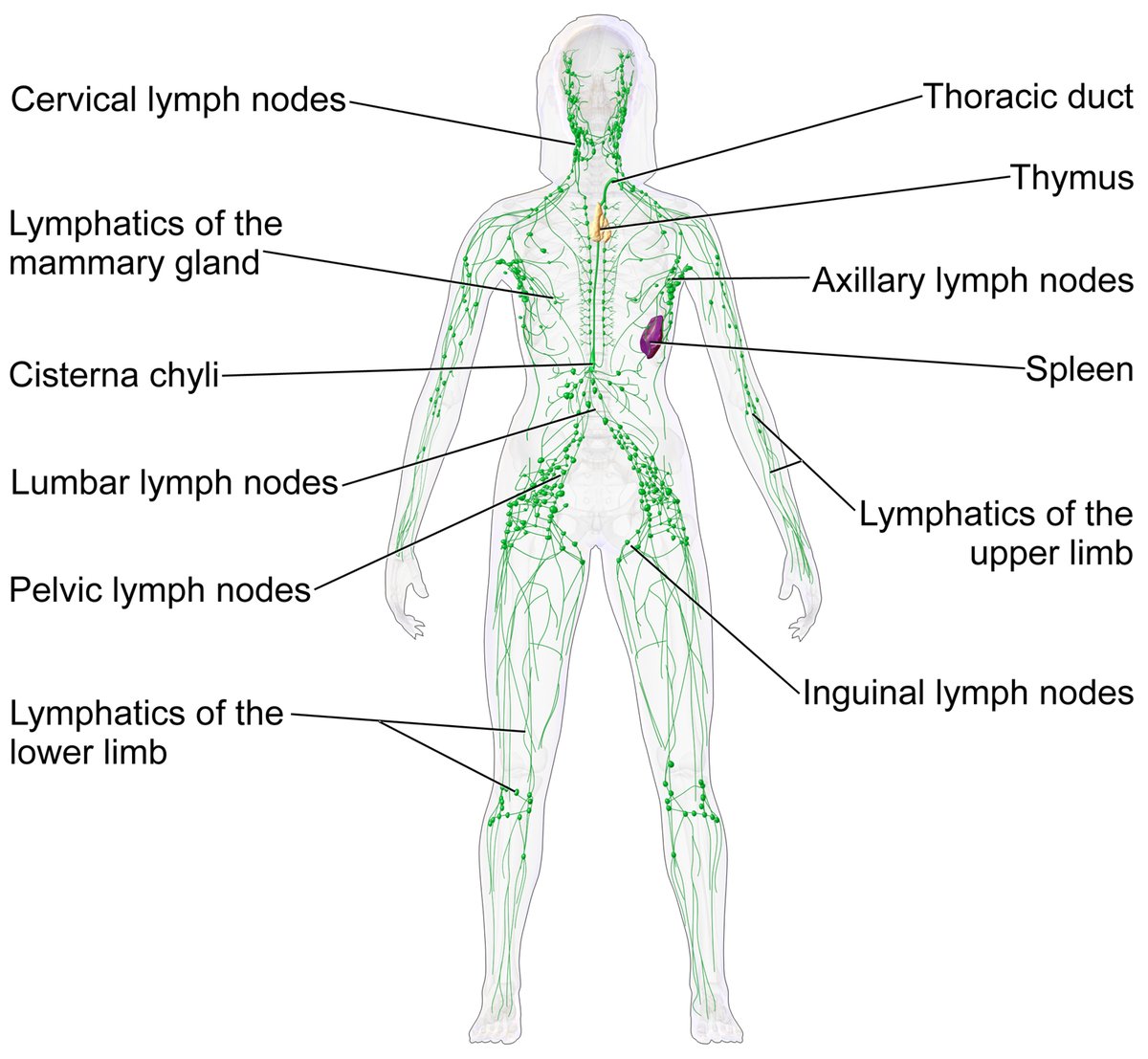 QiaochuYuan's tweet photo. anyone else find it super weird that the lymphatic system is one of the most fundamental systems in the body, easily equal in importance to the nervous system and the circulatory system, but nobody told us about it in, like, high school? https://t.co/8Fcye6qAkk