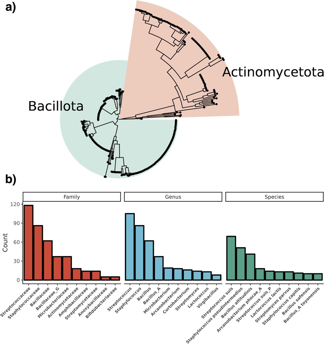 JB Editor's Choice: Hourigan, Ross et al. use genomic approaches to identify new leaderless bacterocins in Actinomycetota, and provide experimental evidence for their antimicrobial activity.  Such bacteriocins could represent new antimicrobials.
<a href="/ASMicrobiology/">ASM</a> <a href="/JBacteriology/">JBacteriology Eds</a>
