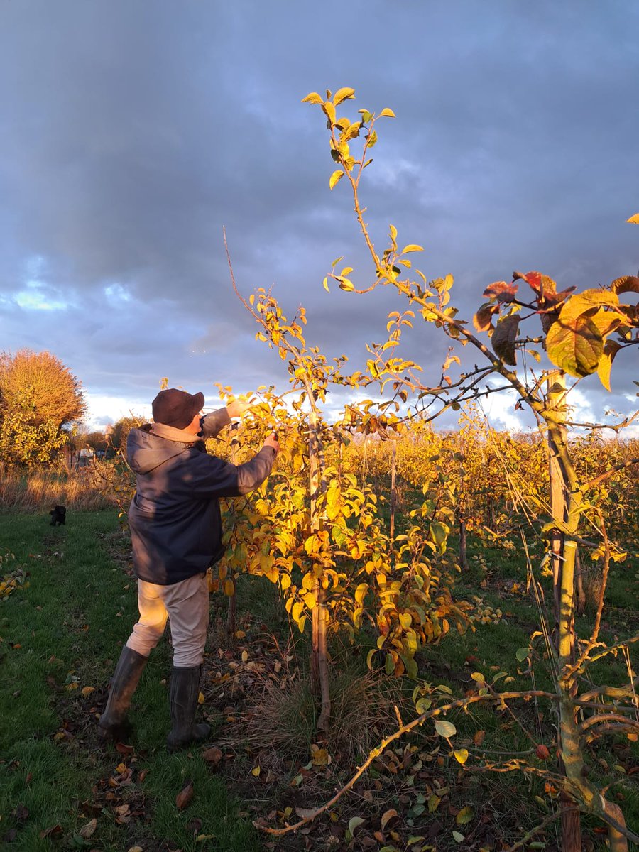 GBApples's tweet image. While we’re decorating Christmas trees at home, British apple and pear growers are giving their trees special attention too!! 🌳❄️ Winter pruning shapes the trees and removes dead wood, setting them up for a fruitful season ahead. #OrchardWatch #WinterPruning #BritishApples