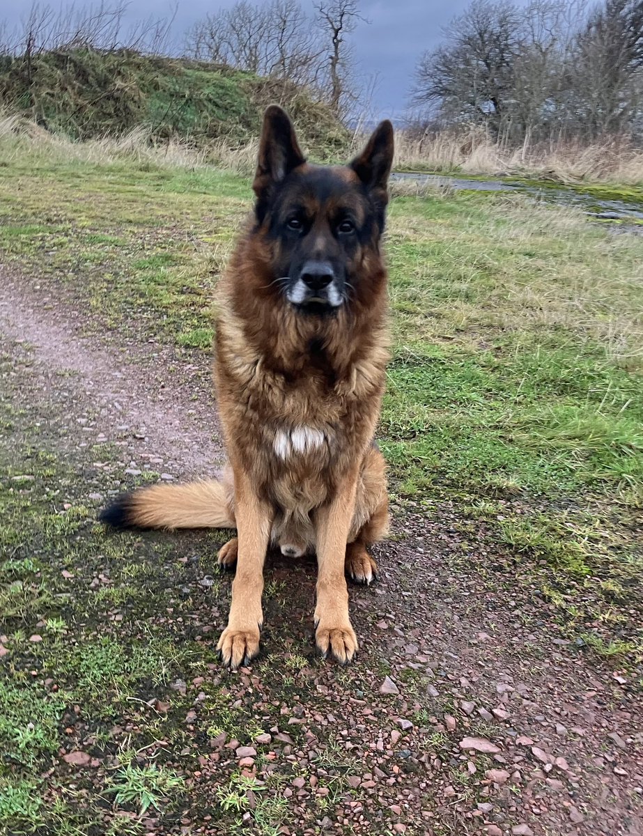 Some more photos of the lovely Bono that we have for rehoming! He only got 13 shares on our FB, can you please share his appeal here to give him a chance at finding a home? His details are here help2rehome.com