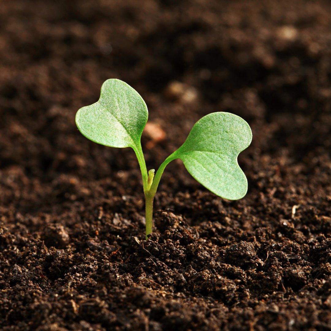 Climate adaptation from the ground up!

The Vision for Adapted Crops and Soils commits $150M and mobilizes $60M+ from other governments and the private sector to build healthy soils and grow nutritious, climate-adapted crops. #WorldSoilDay

Learn more: state.gov/the-vision-for…