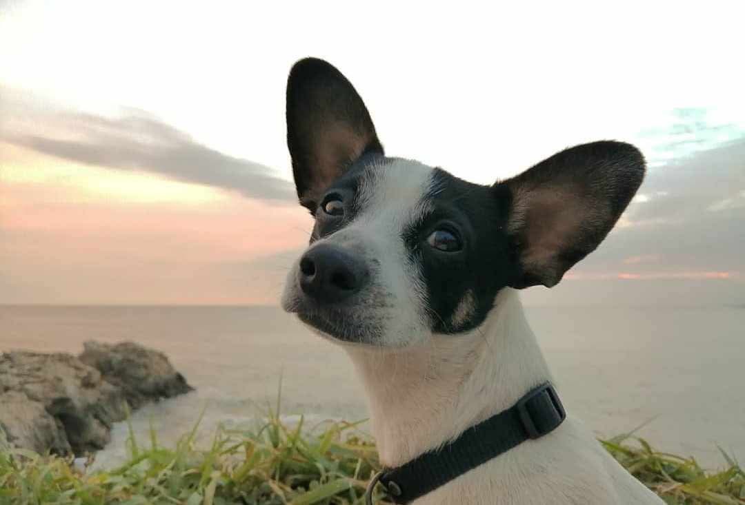 EdFernandoMtz's tweet photo. Amigos... Me ayudan con un #RT? 
Es el perrito de unos amigos que quiero mucho y Foster es parte importante de su vida.
#perrosperdidos #perros #Guadalajara https://t.co/B7HUThXqOT