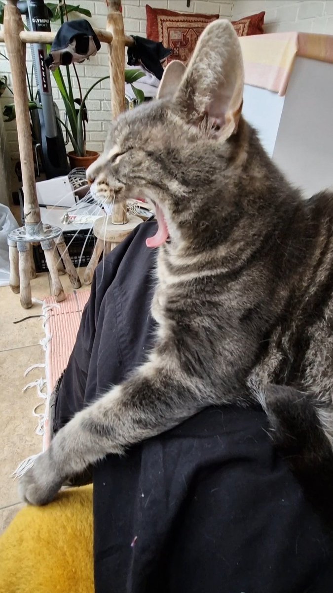 JessFudge20's tweet image. #backatcha Freddie 😹🐾❤️ #Peanut