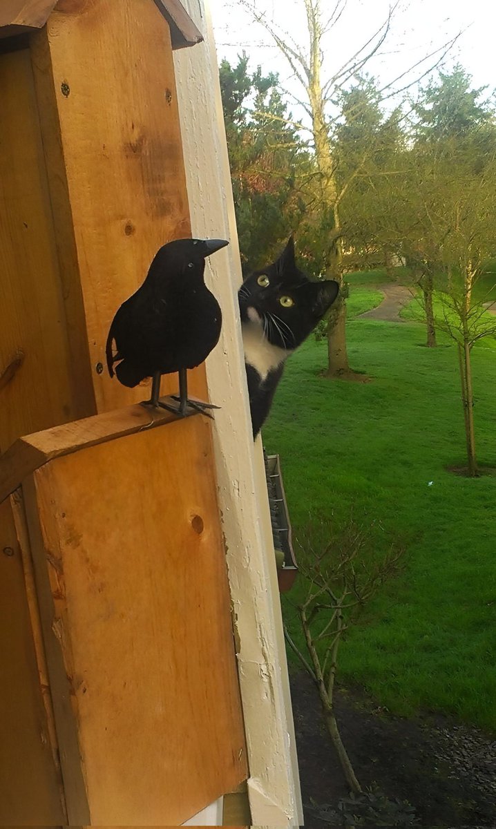 ❓🐈‍⬛   🥰 💕