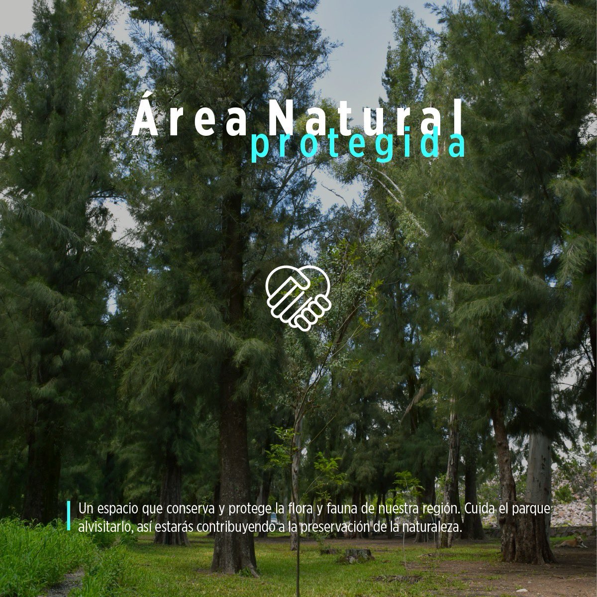 parkmetroleon's tweet photo. 🌿✨ El Parque Metropolitano de León tiene algo especial para todos. 💚
Ven y descúbrelo por ti mismo. 🎈🏞️
#ViveElMetro #ElParqueEsDeTodos https://t.co/PD7d5S8SdF