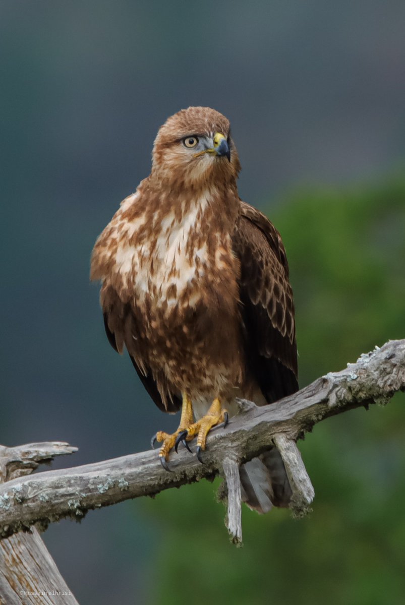 hussainalhrisi's tweet image. 📸🦅🔴رصد جديد لطائر من #جبال_الحشر #جنوب_السعودية 
الأسم
عقاب الجرذان

 Buteo rufinus
......................
 اشكر اخي ياسر  🙏@Yaser_bin_Esam على تزويدي بنوع هذا الطائر