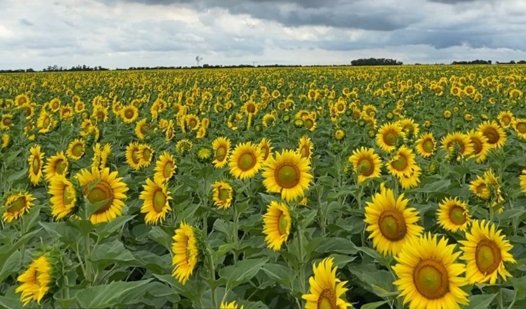 guillermoallo's tweet photo. Girasol NK 3969 CL 
En Gualeguay, Entre Ríos! 

Muy buen potencial productivo, a esperar la etapa final y afinar pautas de manejo en cosecha para lograr excelentes rindes! https://t.co/gGSc83YzM1