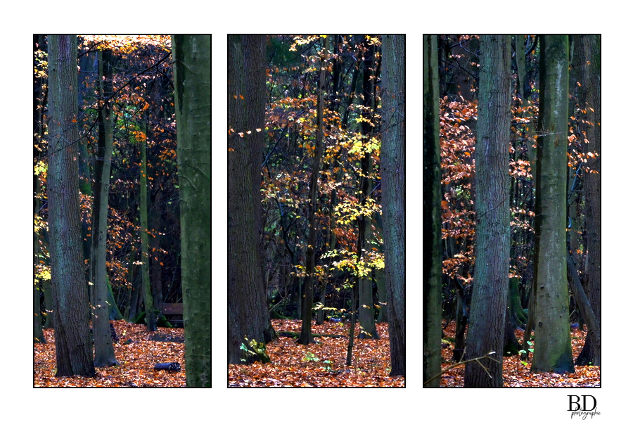 berenddoo's tweet photo. Kralingse bos. Triptique. https://t.co/SufaJRehxm