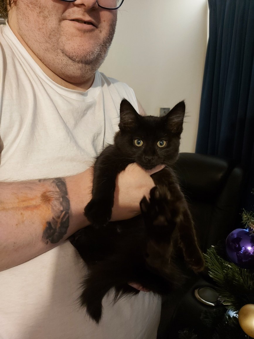 Throwback Thursday to wen I Gracie was even smoler than now and new in House of Fluff an seeing cristams tree fore first times #CatsOfTwitter #ThrowbackThursday #GracieCristamsgorl
#smolGracie
#BabyGracieIsBaby