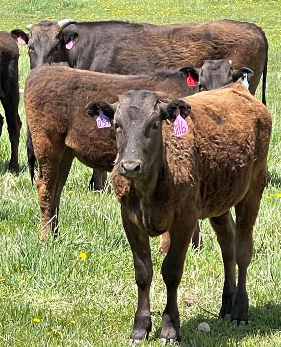Steakcenter's tweet image. Discover the difference in quality with Steak Center Cattle Company's premium livestock. Raising beef you can trust. 
#SteakCenterCattleCompany #Livestock #QualityBeef